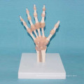 Modèle anatomique médical articulaire à main humaine avec ligament (R020915)